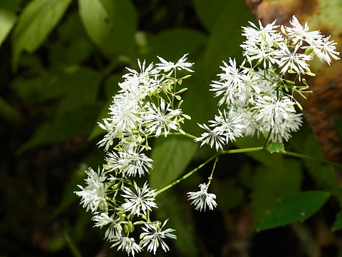 ミヤマカラマツ