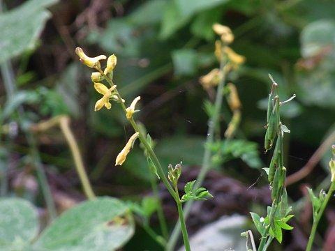 ナガミノツルキケマン
