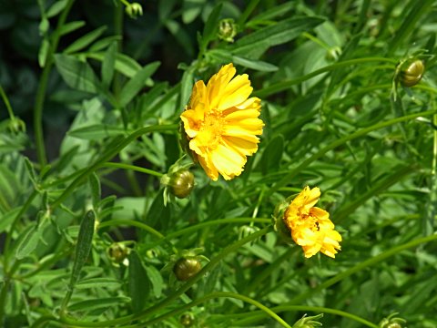 オオキンケイギク