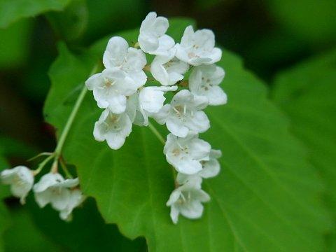 オトコヨウゾメ