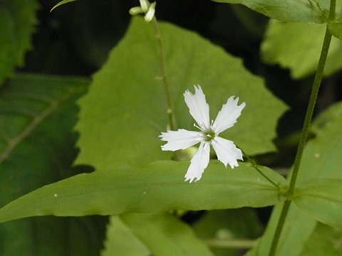センジュガンピ