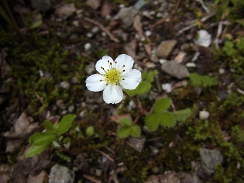シロバナノヘビイチゴ