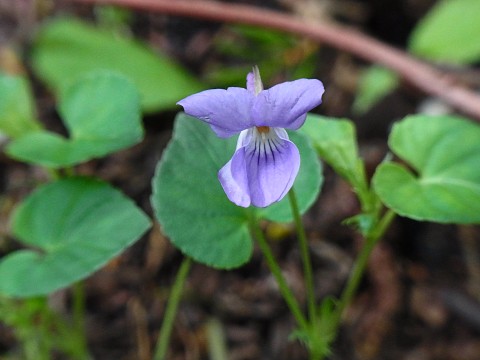 タチツボスミレ
