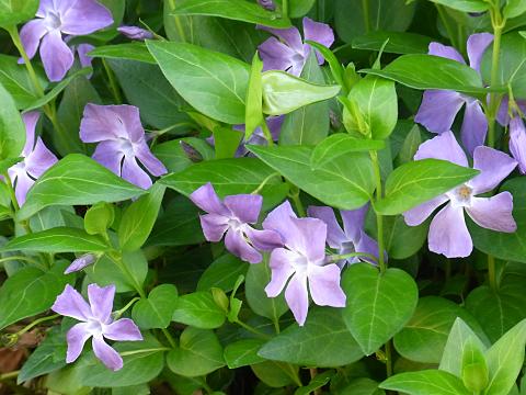 ツルニチニチソウ