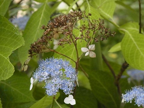 ヤマアジサイ