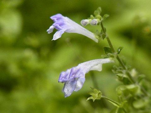 ヤマタツナミソウ