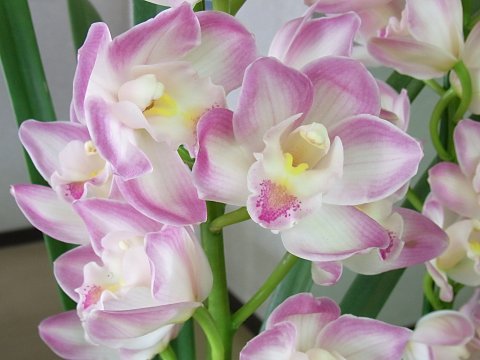 ”ラッキーフラワー・あんみつ姫”