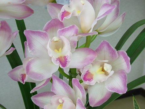 ”ラッキーフラワー・あんみつ姫”