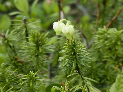 アオノツガザクラ
