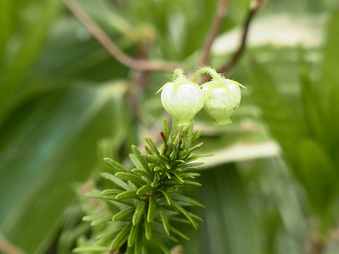 アオノツガザクラ