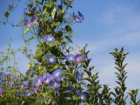 セイヨウアサガオ