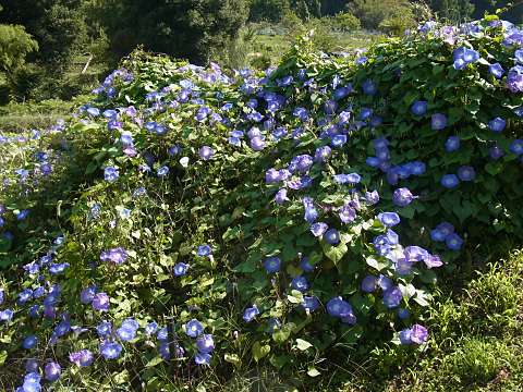 セイヨウアサガオ