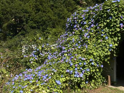 セイヨウアサガオ