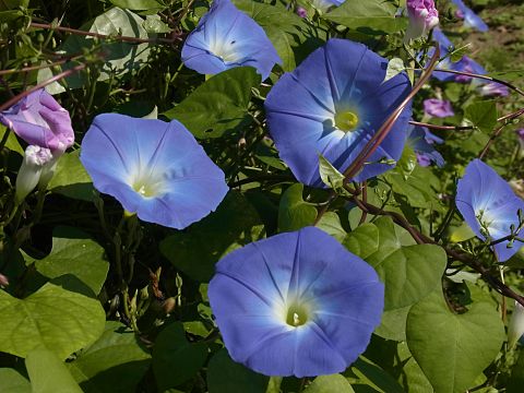 セイヨウアサガオ