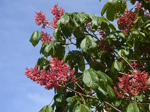 ベニバナトチノキ