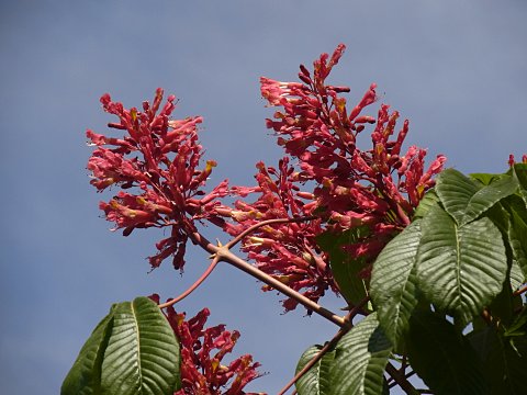 ベニバナトチノキ