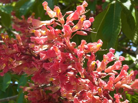 ベニバナトチノキ