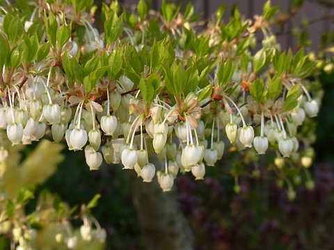 ドウダンツツジ