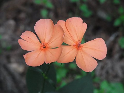 フシグロセンノウ