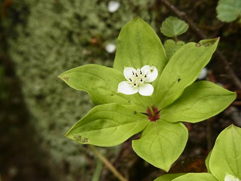 ゴゼンタチバナ