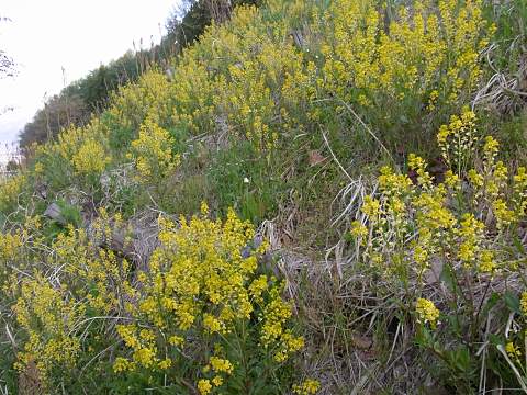 ハルザキヤマガラシ