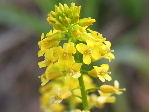 ハルザキヤマガラシ