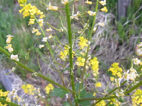 ハルザキヤマガラシ