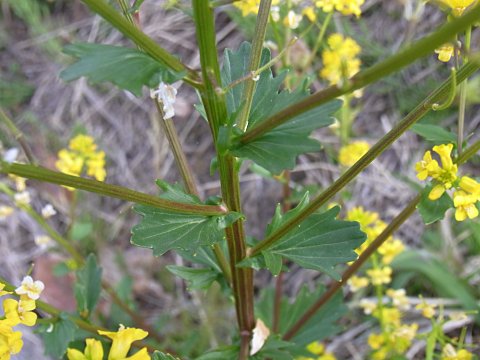 ハルザキヤマガラシ
