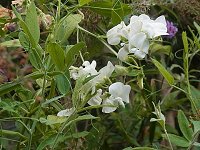 �q���n�m�������\�E