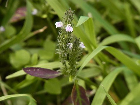 �L�c�l�m�}�S