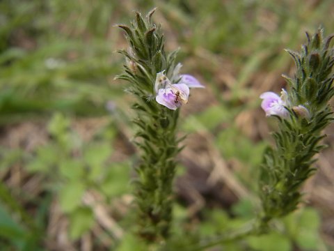 �L�c�l�m�}�S