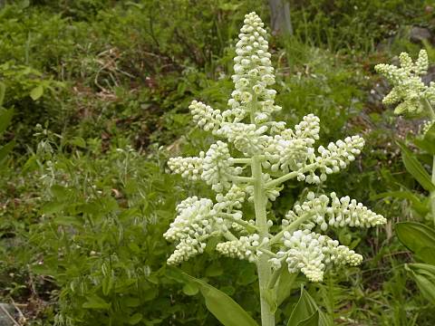 コバイケイソウ