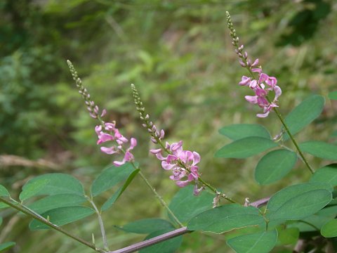 �R�}�c�i�M