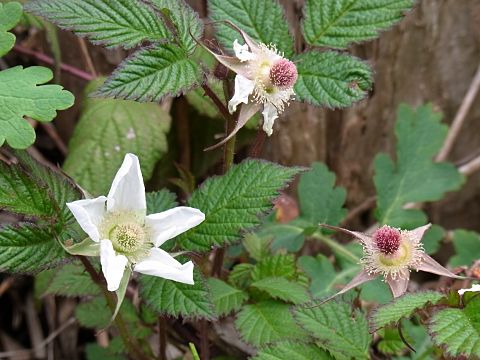 �N�T�C�`�S