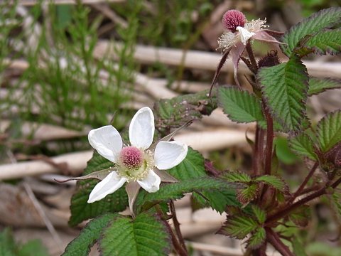 �N�T�C�`�S