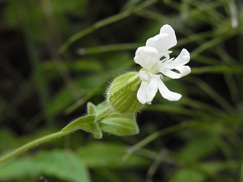 マツヨイセンノウ