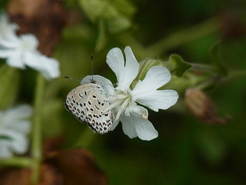 マツヨイセンノウ