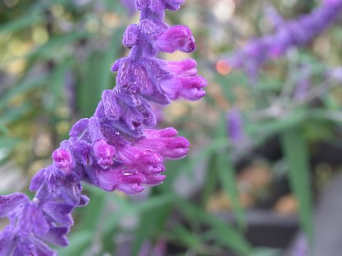 メキシカンセージ