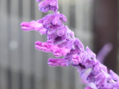 メキシカンセージ