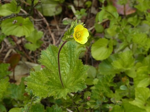 ミヤマダイコンソウ