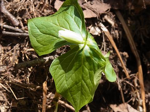 ミヤマエンレイソウ