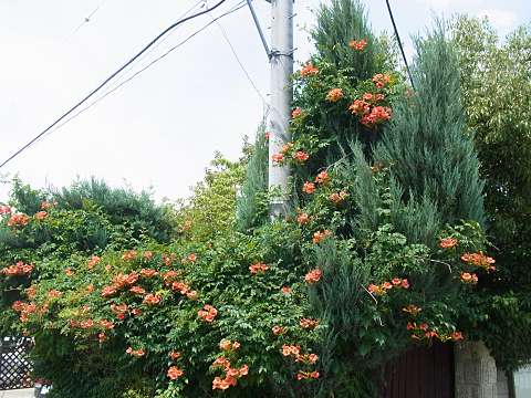 ノウゼンカズラ