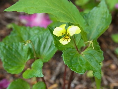 オオバキスミレ