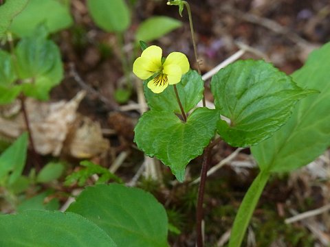 オオバキスミレ