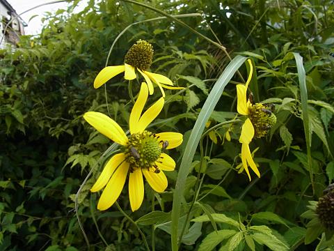 オオハンゴンソウ