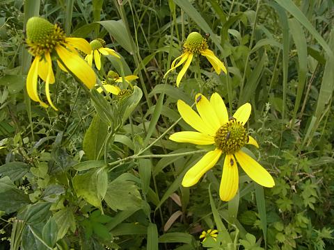 オオハンゴンソウ