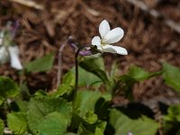 �I�g���X�~��