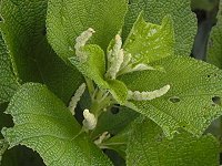 ���Z�C�^�\�E