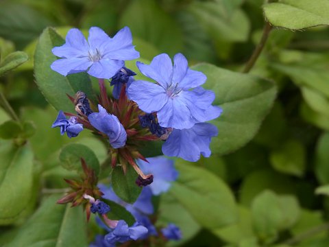 ルリマツリモドキ