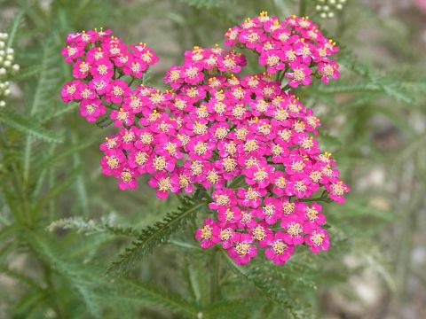 セイヨウノコギリソウ